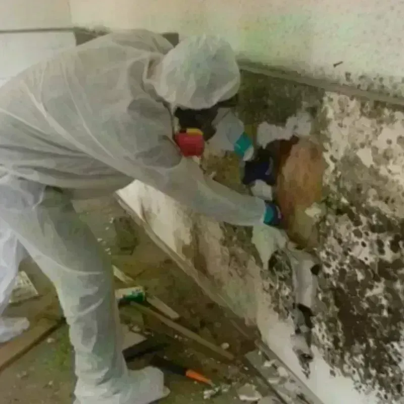 Mold Remediation and Removal in Clovis, NM